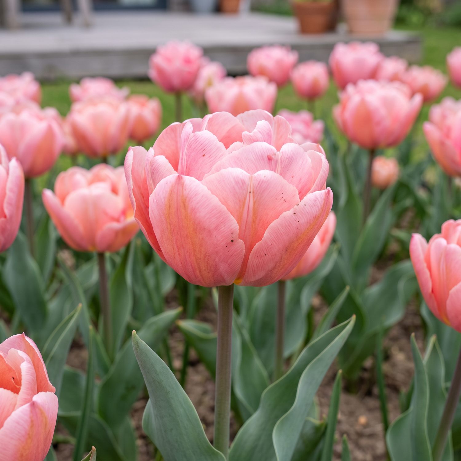Tulppaani 'Coral Blush'